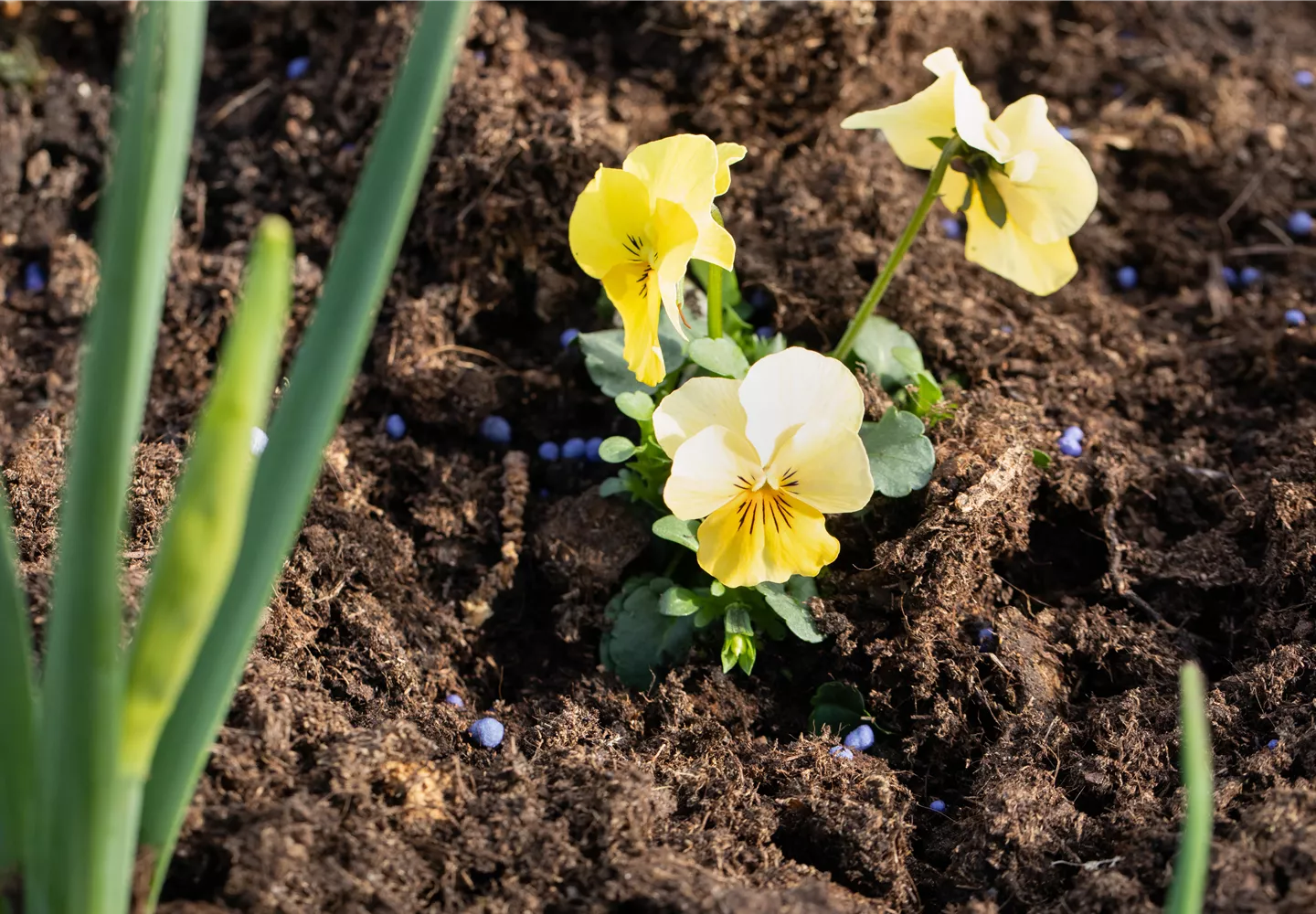 Dünger um Blume Dünger um Blume