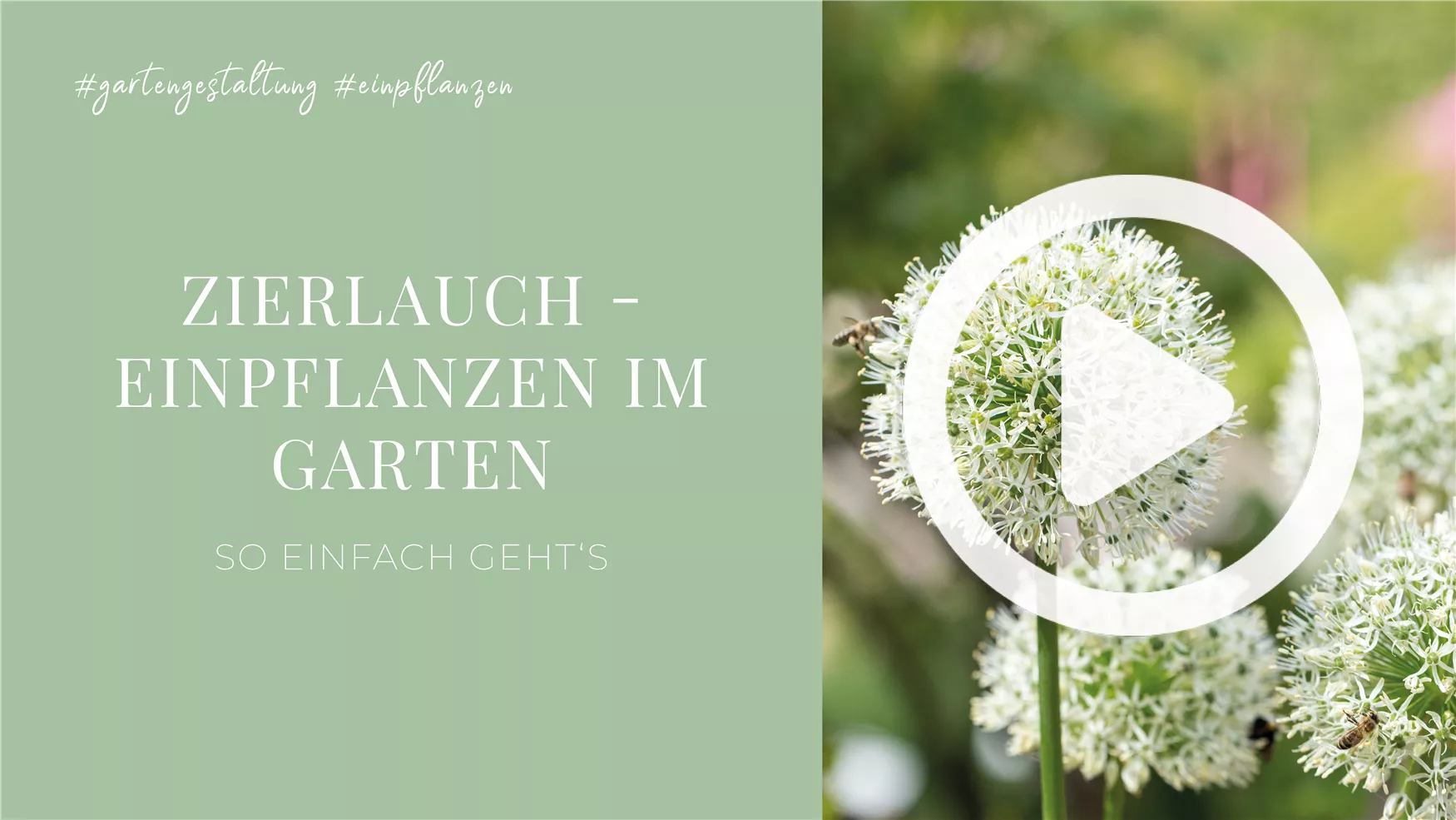 Zierlauch - Einpflanzen im Garten Zierlauch - Einpflanzen im Garten