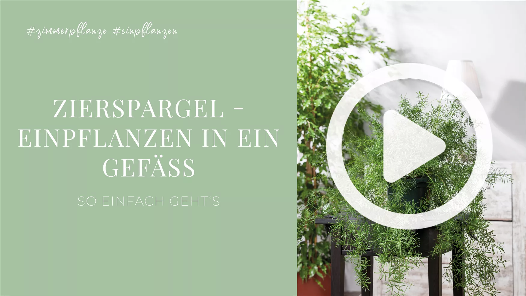 Zierspargel - Einpflanzen in ein Gefäß Zierspargel - Einpflanzen in ein Gefäß