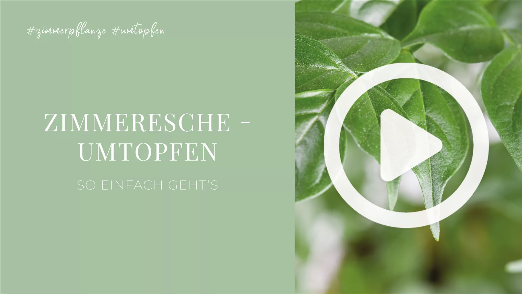 Zimmeresche - Umtopfen Zimmeresche - Umtopfen