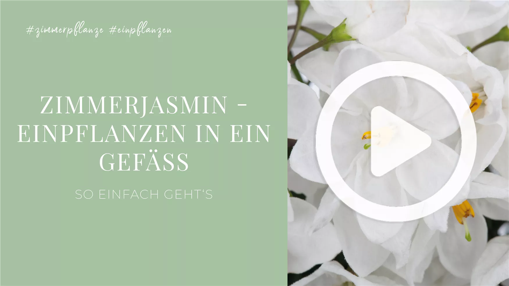 Zimmerjasmin - Einpflanzen in ein Gefäß Zimmerjasmin - Einpflanzen in ein Gefäß