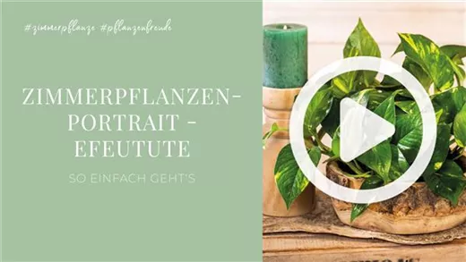 Zimmerpflanzenportrait - Efeutute