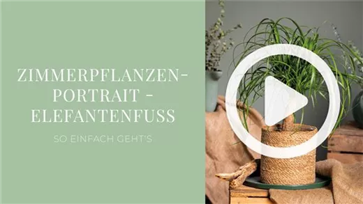 Zimmerpflanzenportrait - Elefantenfuß