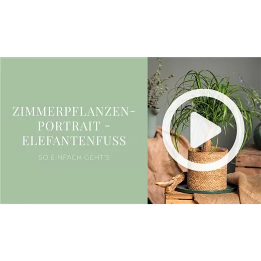Zimmerpflanzenportrait - Elefantenfuß Zimmerpflanzenportrait - Elefantenfuß