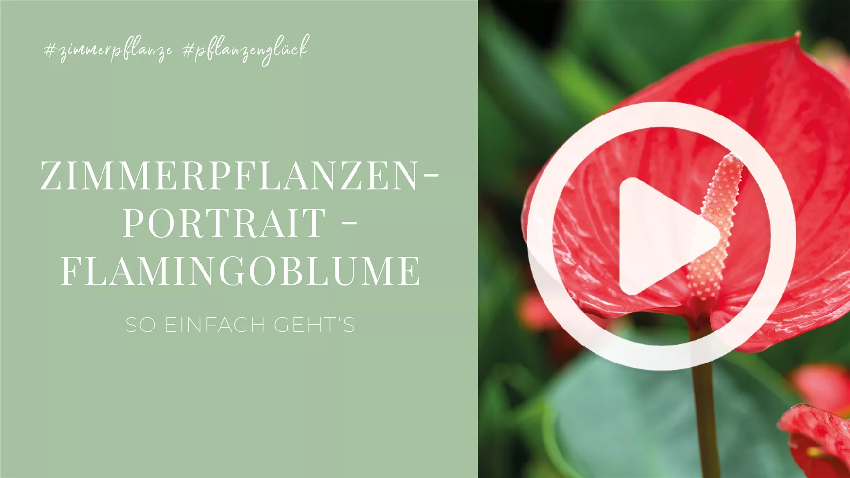 Zimmerpflanzenportrait - Flamingoblume Zimmerpflanzenportrait - Flamingoblume