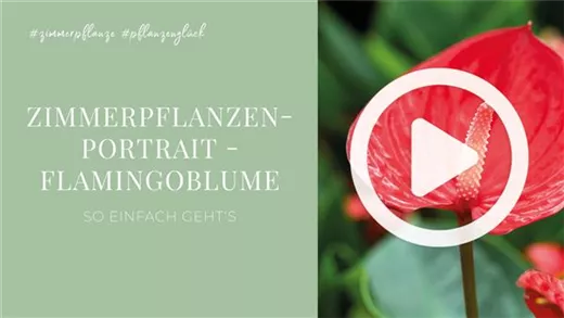 Zimmerpflanzenportrait - Flamingoblume