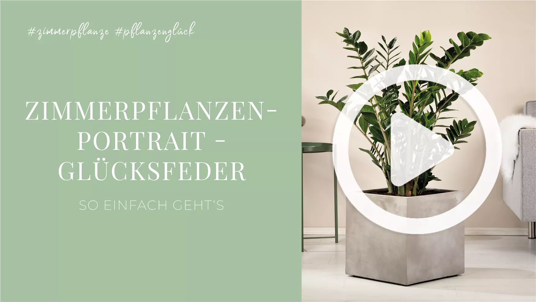 Zimmerpflanzenportrait - Glücksfeder Zimmerpflanzenportrait - Glücksfeder