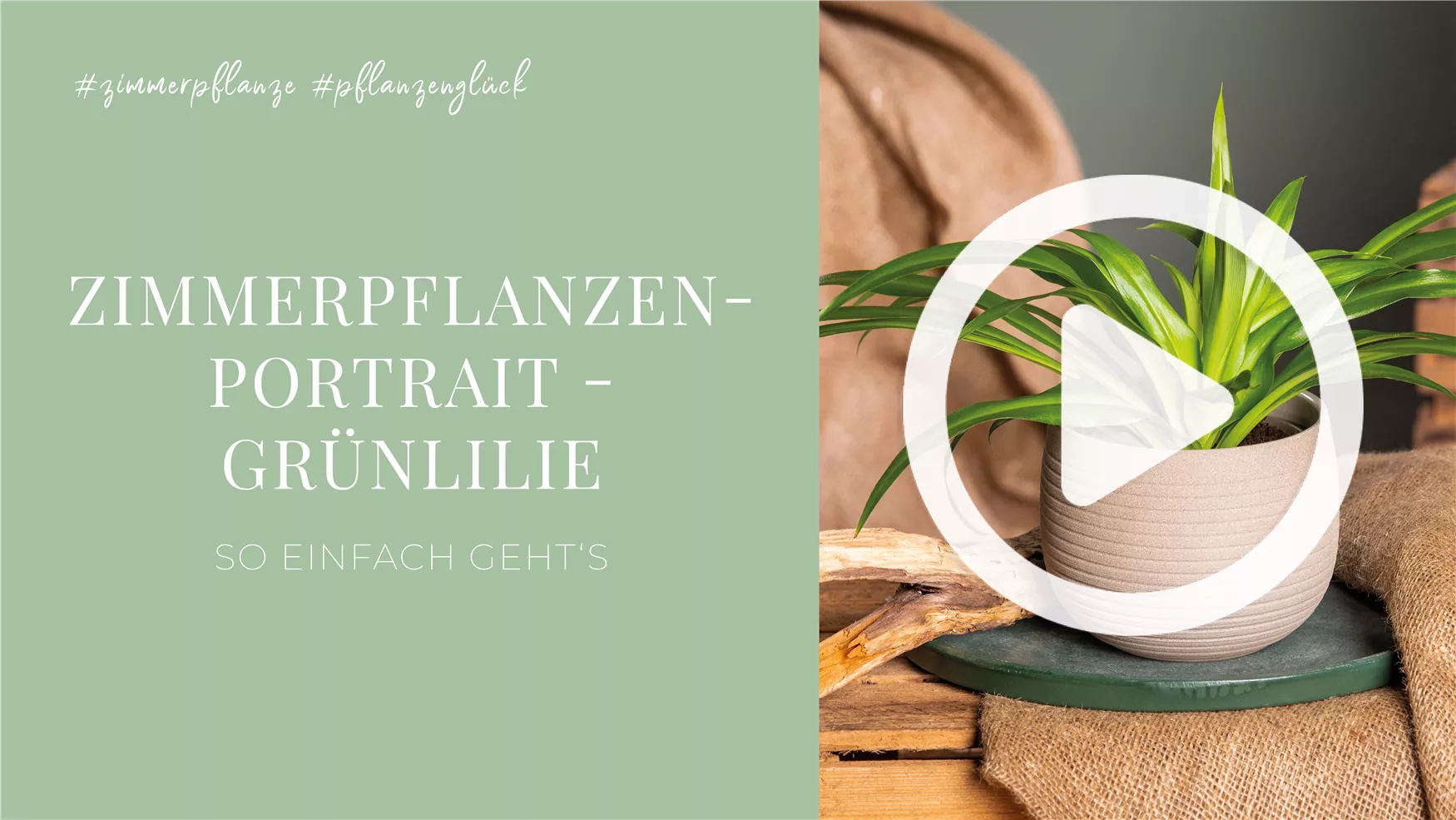 Zimmerpflanzenportrait - Grünlilie Zimmerpflanzenportrait - Grünlilie