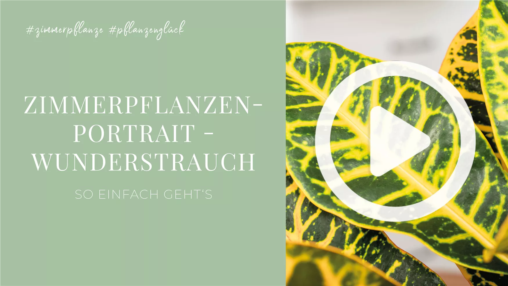 Zimmerpflanzenportrait - Wunderstrauch Zimmerpflanzenportrait - Wunderstrauch