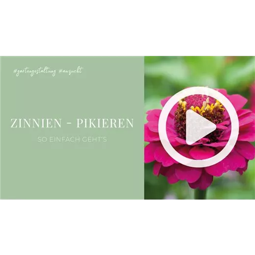 Zinnien - Pikieren Zinnien - Pikieren