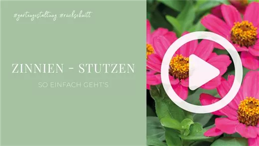 Zinnien - Stutzen Zinnien - Stutzen