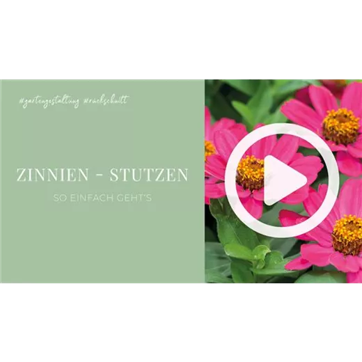 Zinnien - Stutzen Zinnien - Stutzen
