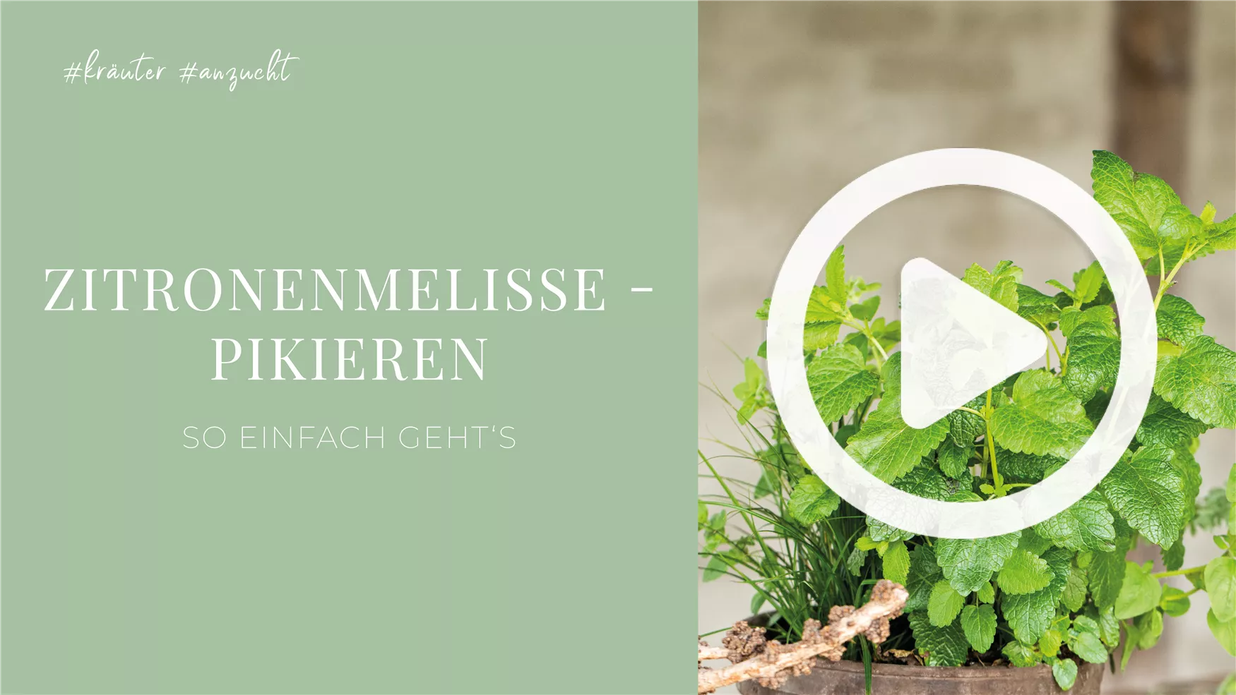 Zitronenmelisse - Pikieren Zitronenmelisse - Pikieren