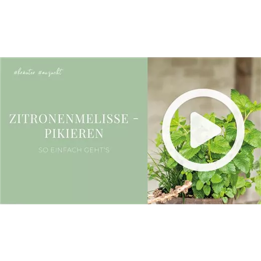 Zitronenmelisse - Pikieren Zitronenmelisse - Pikieren