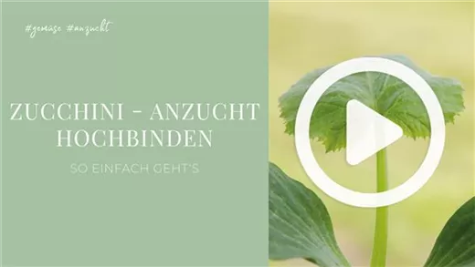 Zucchini - Anzucht Hochbinden Zucchini - Anzucht Hochbinden
