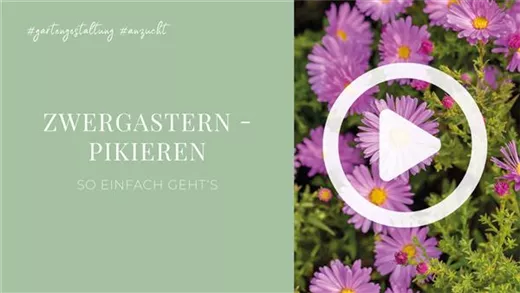 Zwergastern - Pikieren Zwergastern - Pikieren
