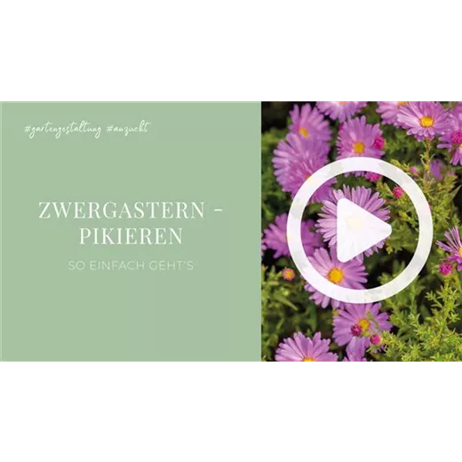 Zwergastern - Pikieren Zwergastern - Pikieren