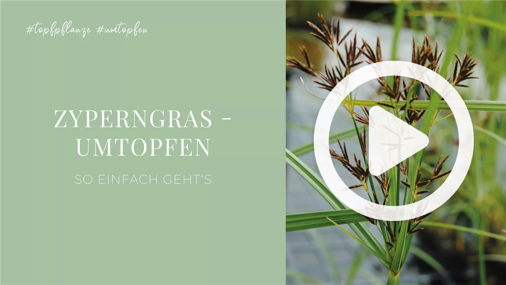 Zyperngras - Umtopfen Zyperngras - Umtopfen