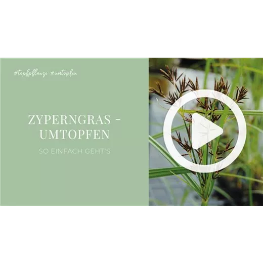 Zyperngras - Umtopfen Zyperngras - Umtopfen