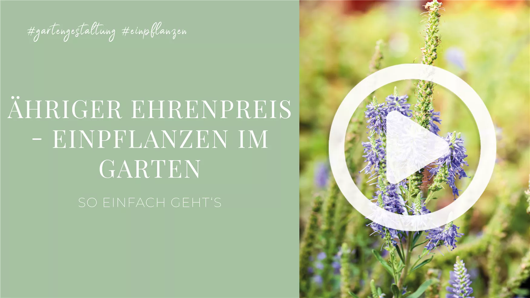 Ähriger Ehrenpreis - Einpflanzen im Garten Ähriger Ehrenpreis - Einpflanzen im Garten