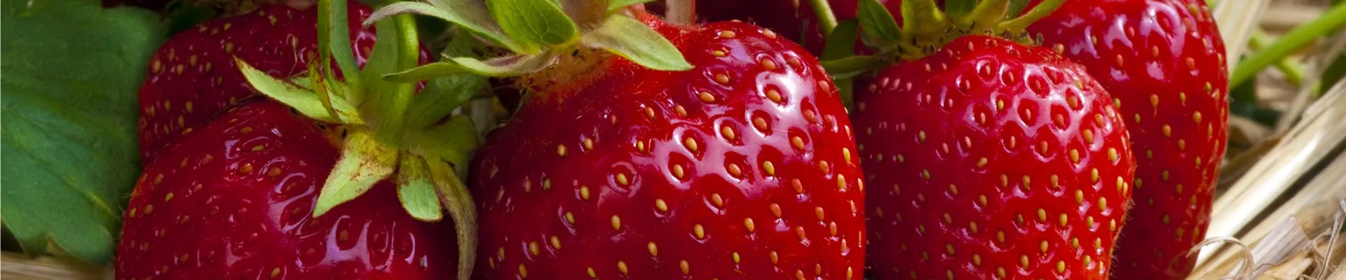 Fragaria x ananassa