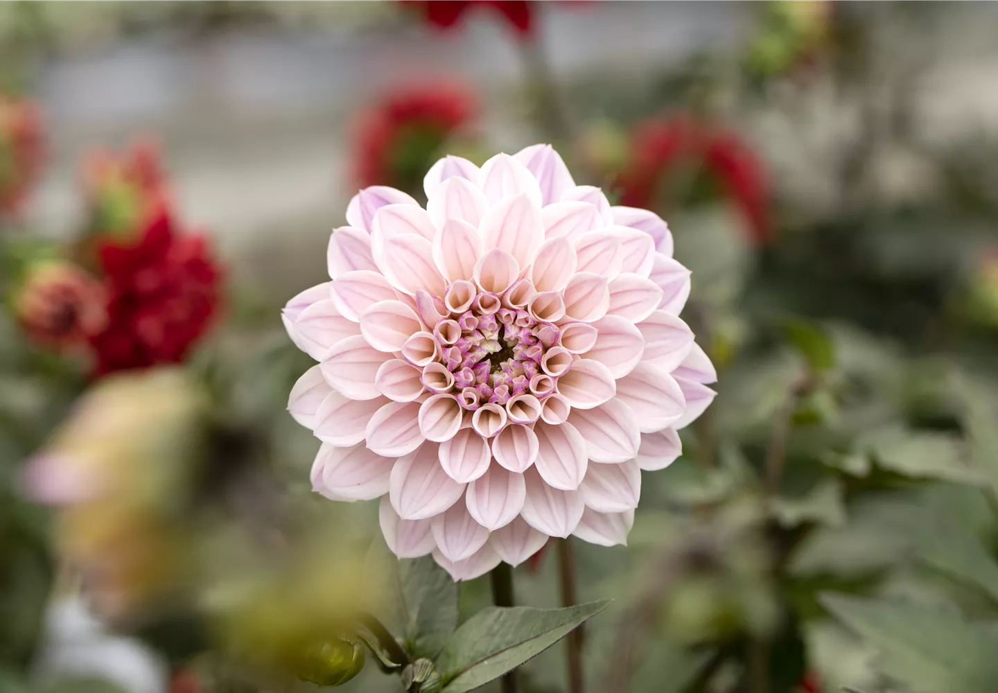 Dahlia DALAYA Dahlia DALAYA