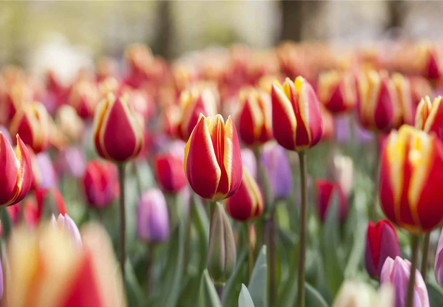 Tulipa, gelb-rot Tulipa, gelb-rot