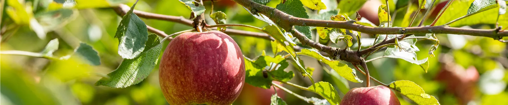 Malus domestica 'Purpurroter Cousinot'