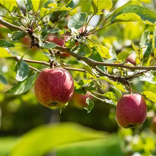 Obstbäume pflegen leicht gemacht Obstbäume pflegen leicht gemacht