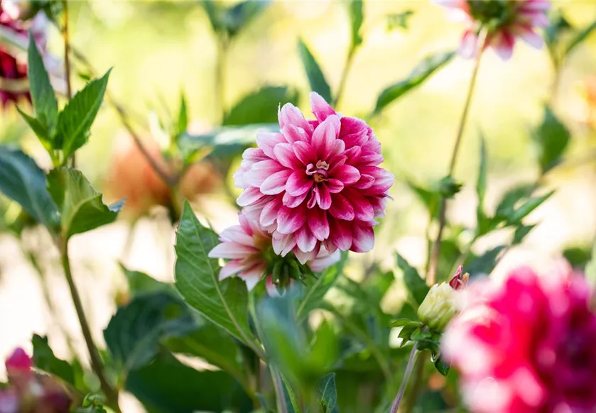 Dahlia x hortensis, magenta Dahlia x hortensis, magenta