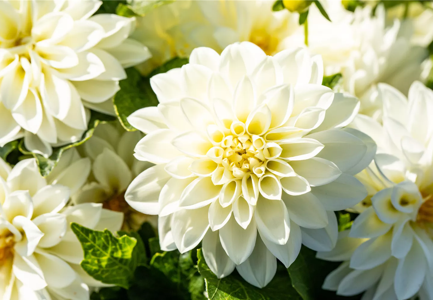 Dahlia x hortensis, weiß Dahlia x hortensis, weiß