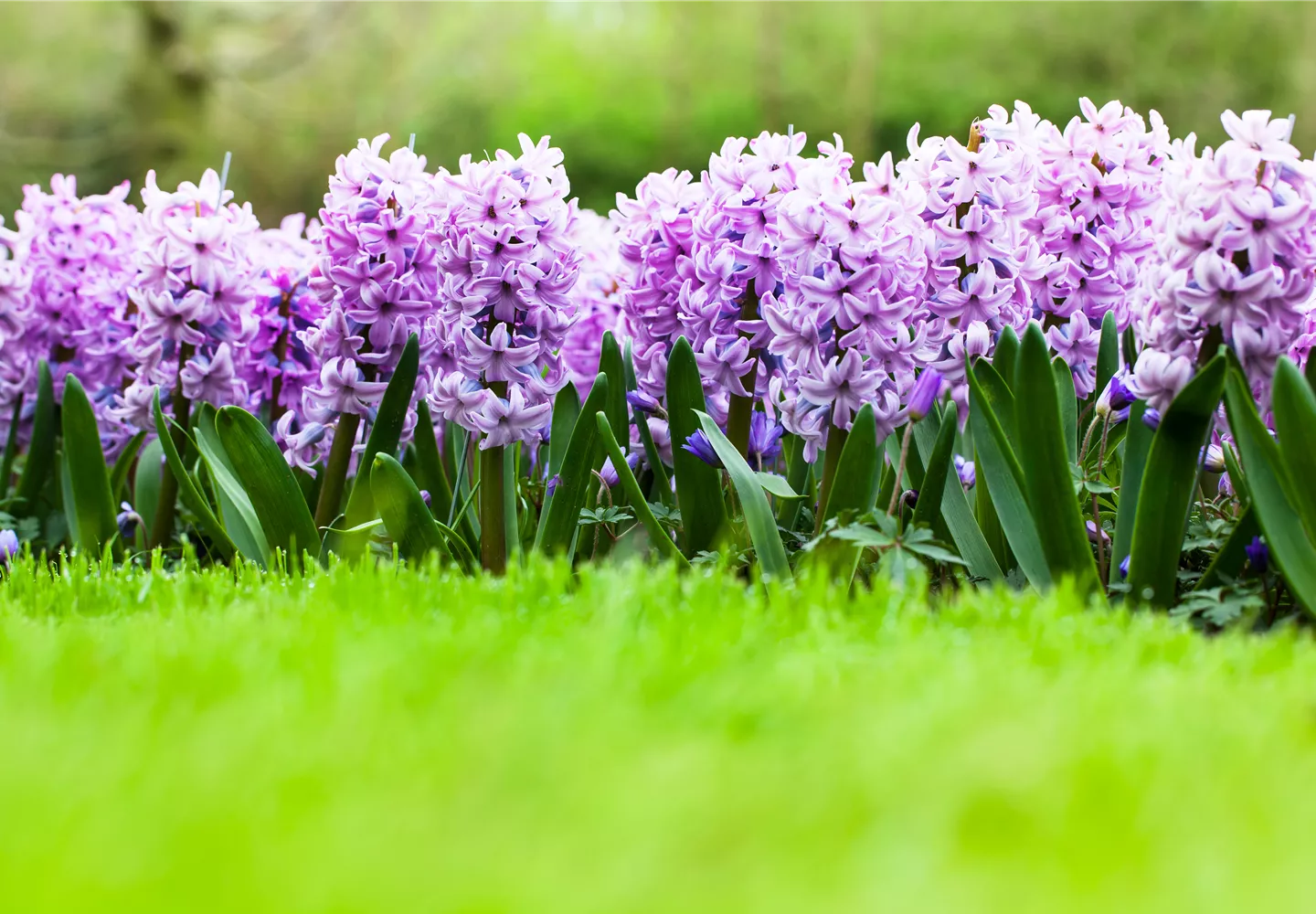 Hyacinthus orientalis 'Top Hit' Hyacinthus orientalis 'Top Hit'