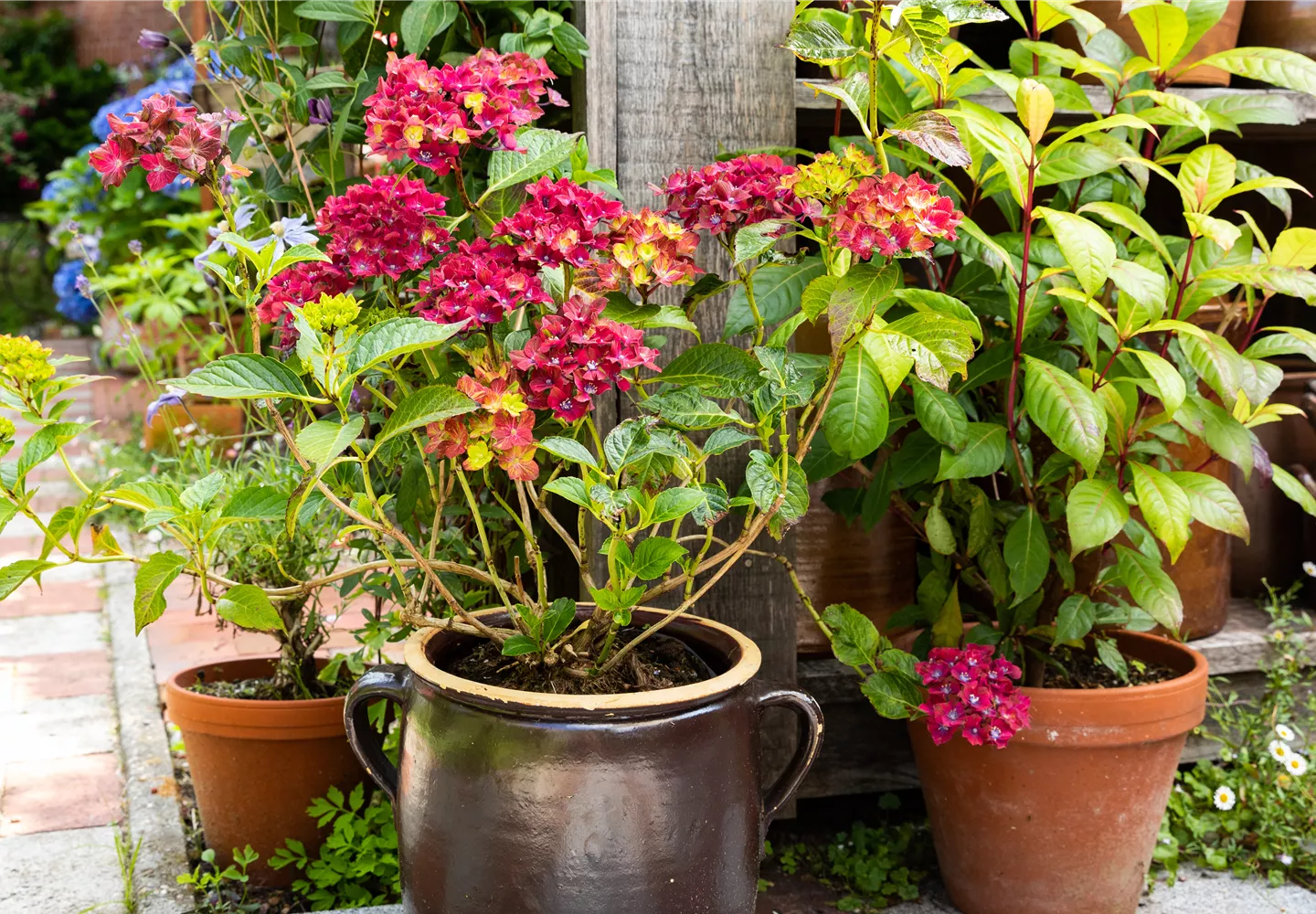 Hortensie im Pflanzkübel Hortensie im Pflanzkübel