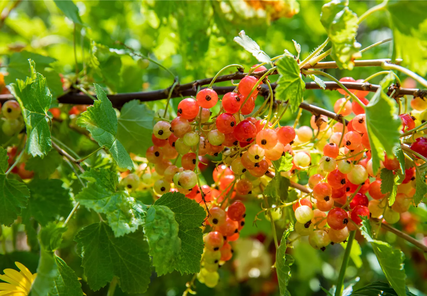 Ribes rubrum 'Rondom' Ribes rubrum 'Rondom'