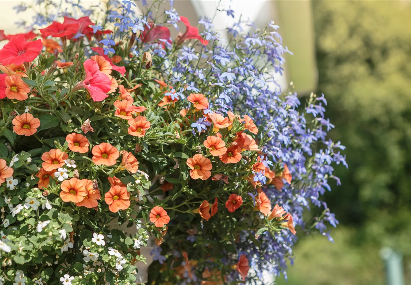 Sommerblumen Sommerblumen