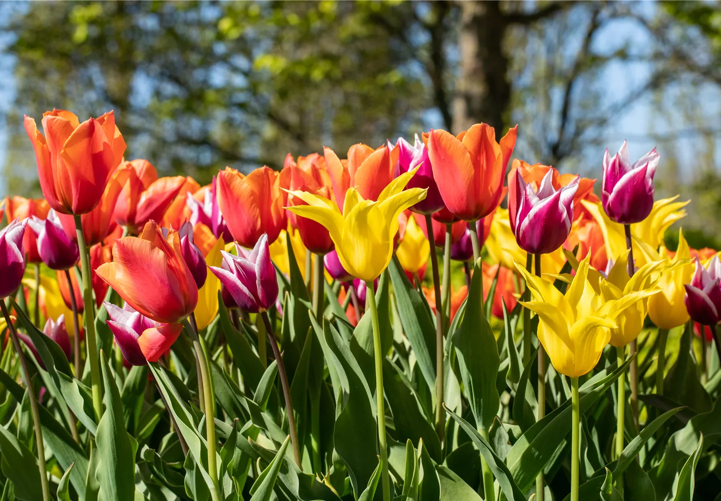 Tulipa Tulipa