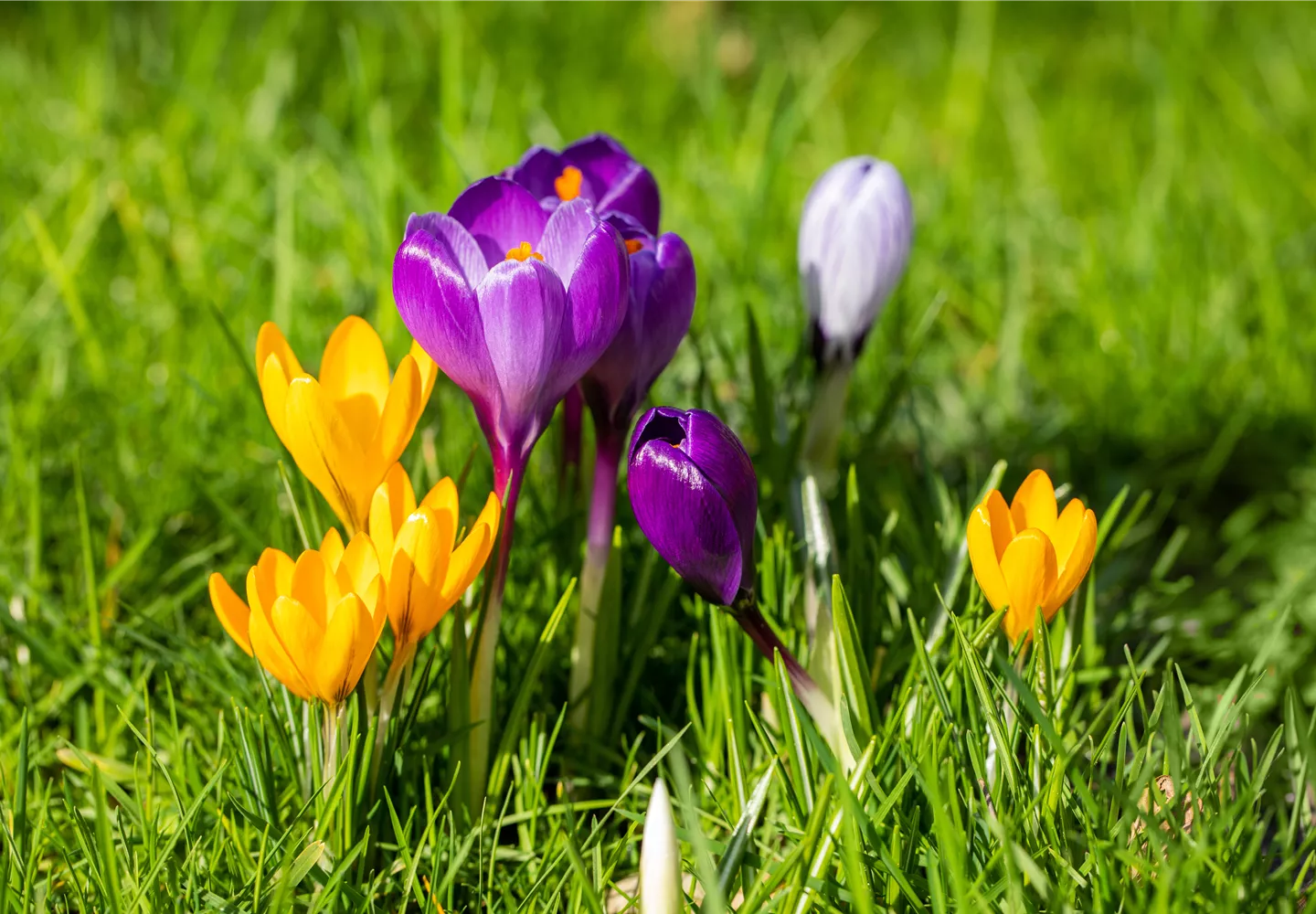 Crocus vernus Crocus vernus