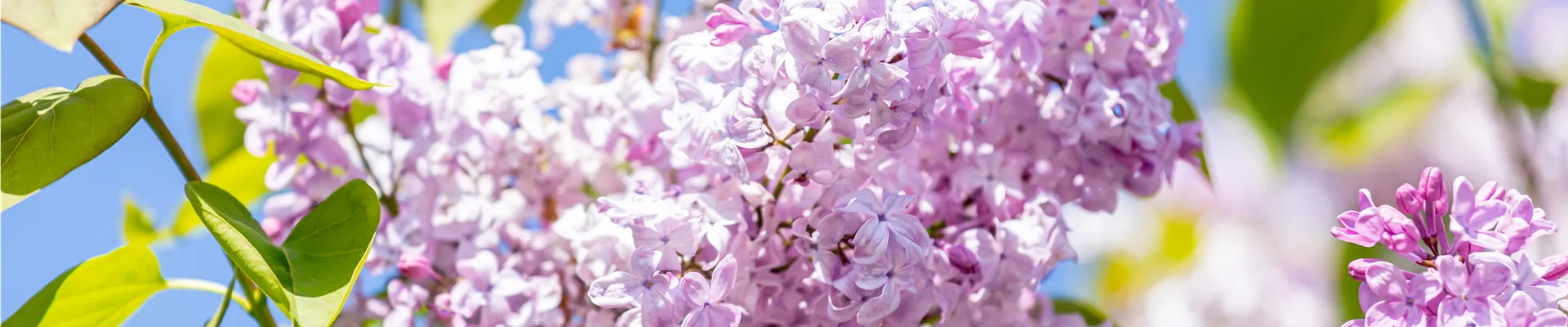 Syringa meyeri