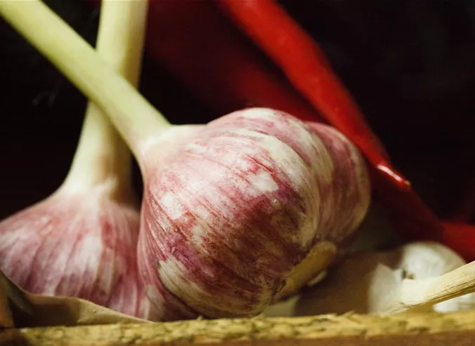 Allium sativum Allium sativum