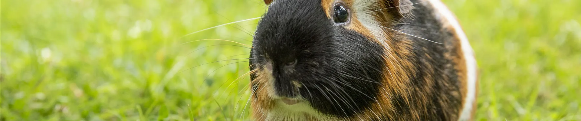 Meerschweinchen