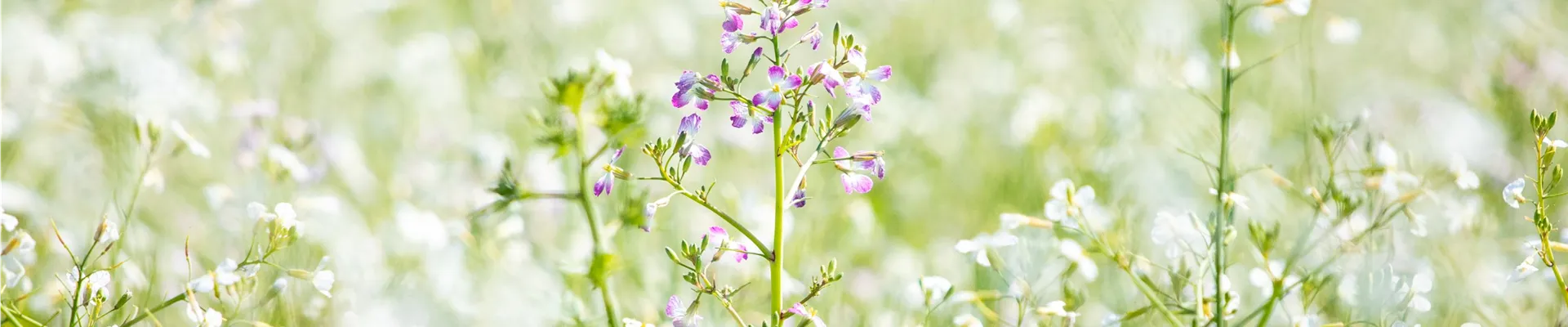 Raphanus sativus var. oleiformis