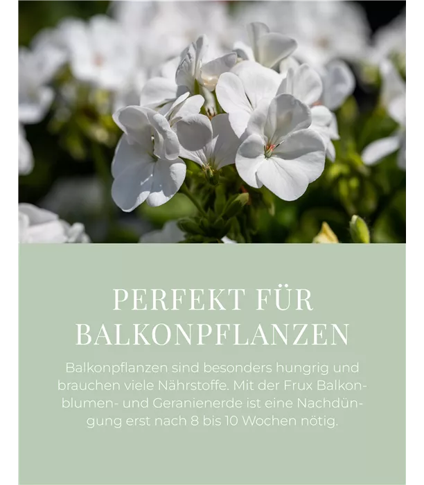 Frux Balkon- & Geranienerde