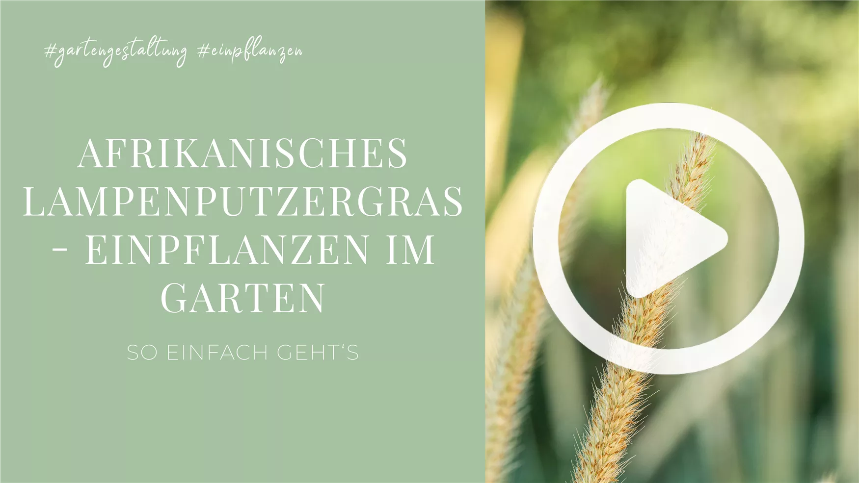Afrikanisches Lampenputzergras - Einpflanzen im Garten Afrikanisches Lampenputzergras - Einpflanzen im Garten