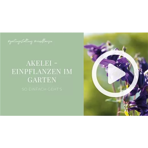 Akelei - Einpflanzen im Garten Akelei - Einpflanzen im Garten