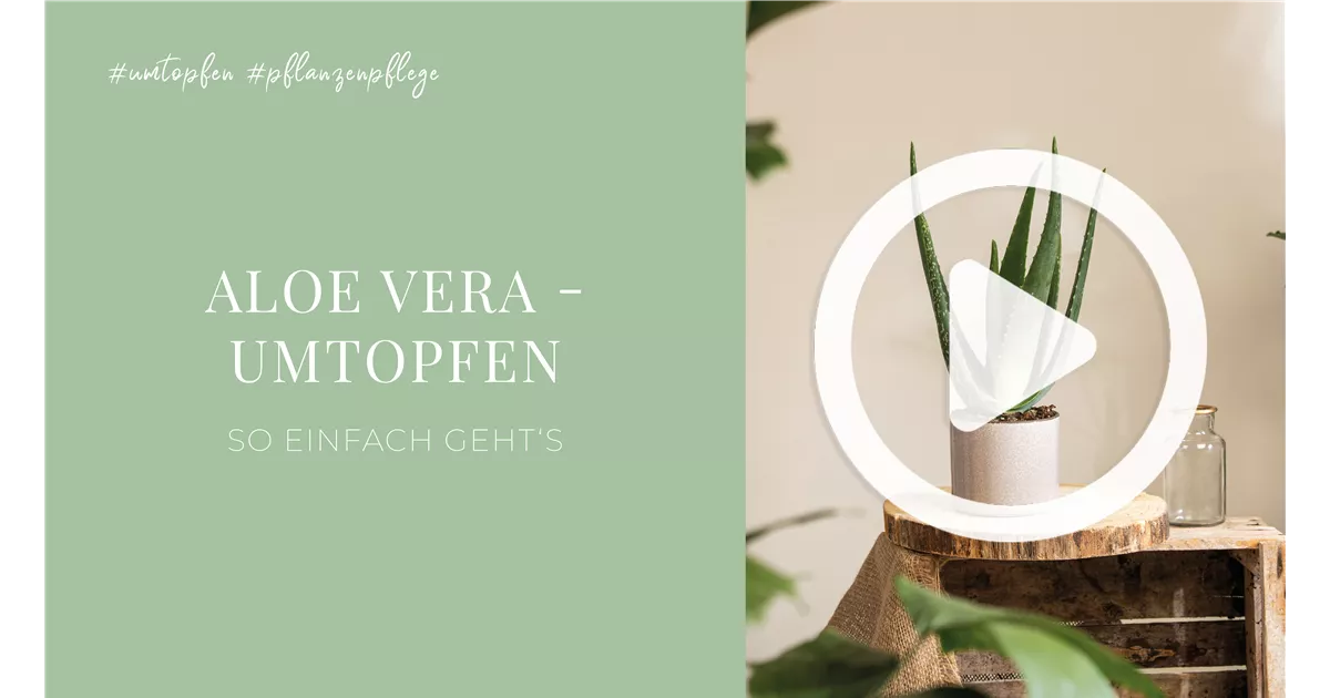 Aloe Vera - Umtopfen