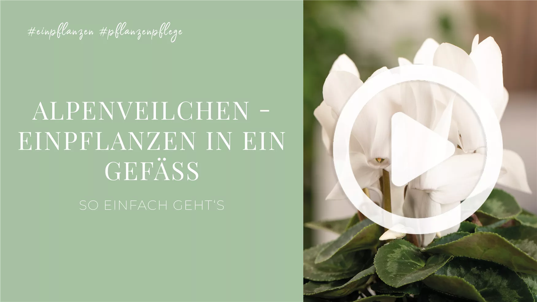 Alpenveilchen - Einpflanzen in ein Gefäß Alpenveilchen - Einpflanzen in ein Gefäß