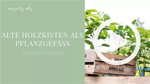 Alte Holzkisten als Pflanzgefäße Alte Holzkisten als Pflanzgefäße