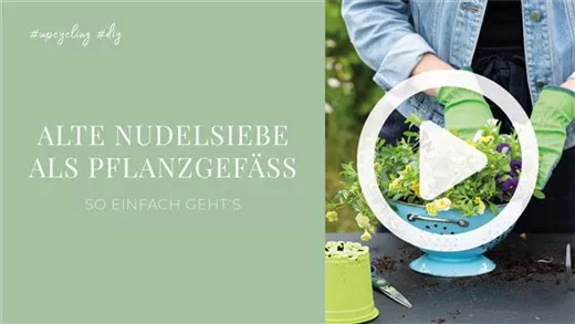 Alte Nudelsiebe als Pflanzgefäße Alte Nudelsiebe als Pflanzgefäße