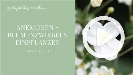 Anemonen - Blumenzwiebeln einpflanzen Anemonen - Blumenzwiebeln einpflanzen