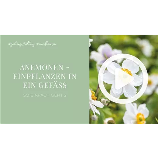 Anemonen - Einpflanzen in ein Gefäß Anemonen - Einpflanzen in ein Gefäß